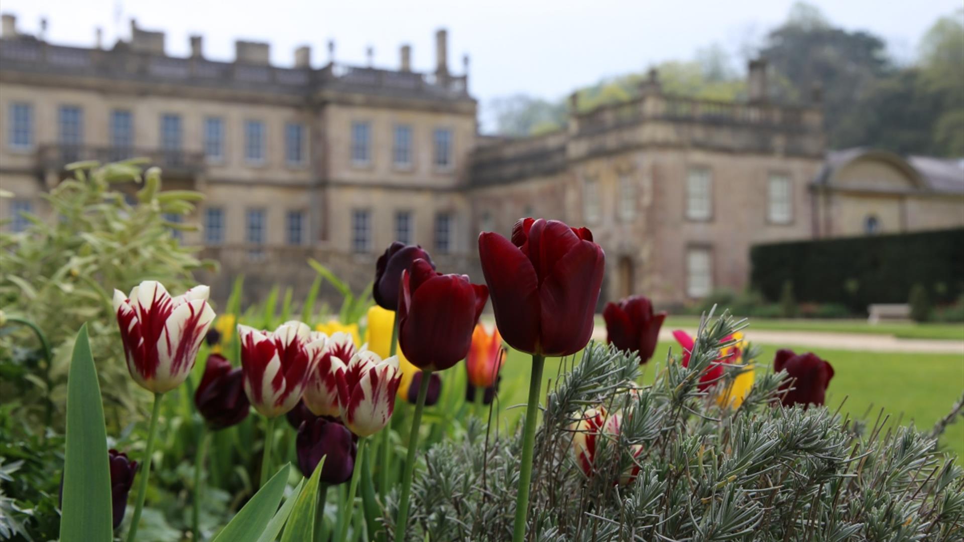 Tulip mania at Dyrham Park