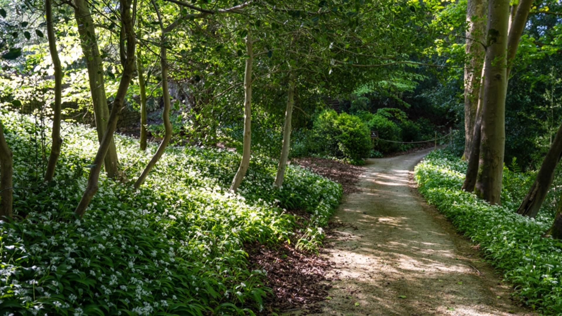 Wild garlic foraging at Prior Park