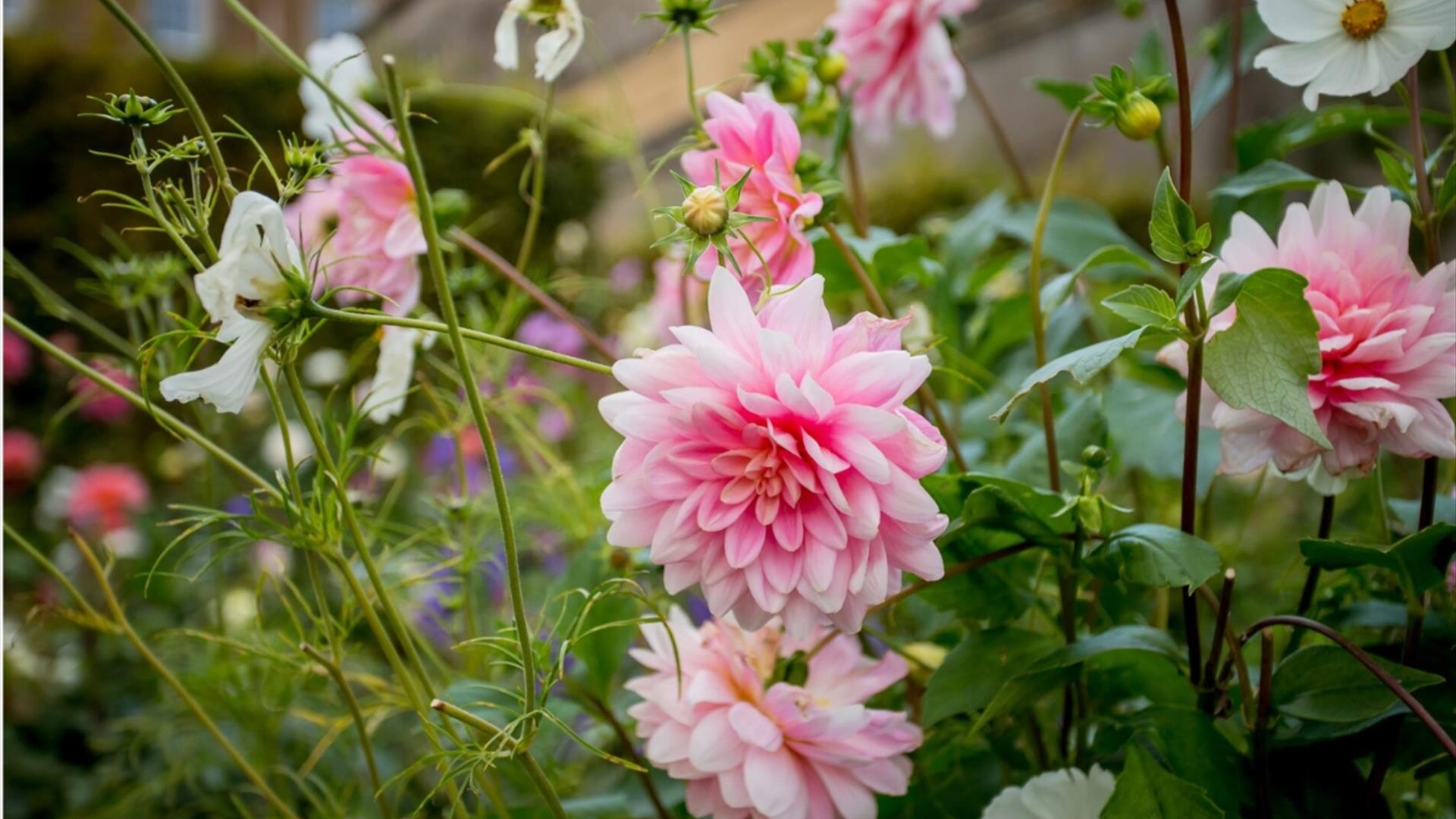 Late Summer Garden Open Day at Badminton House