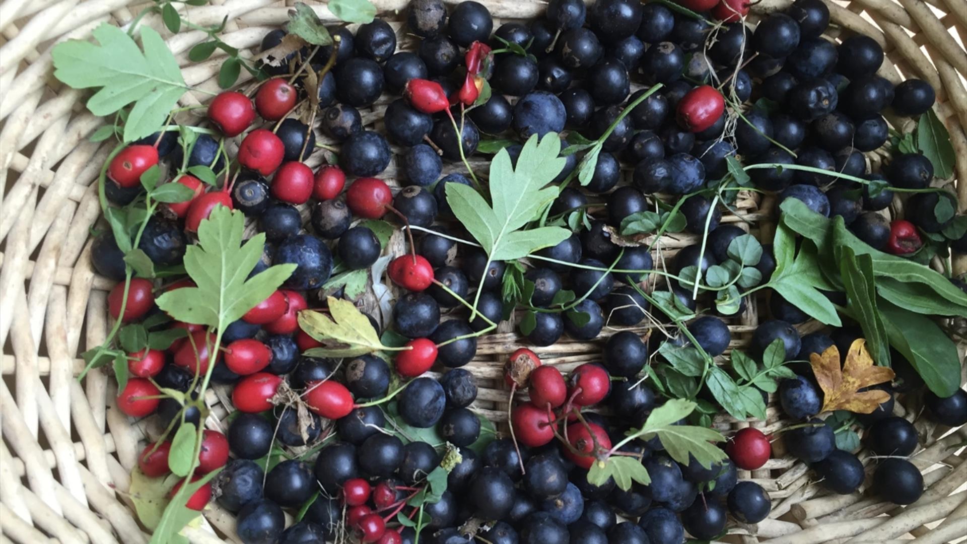 Introduction to Foraging at Vale House Kitchen