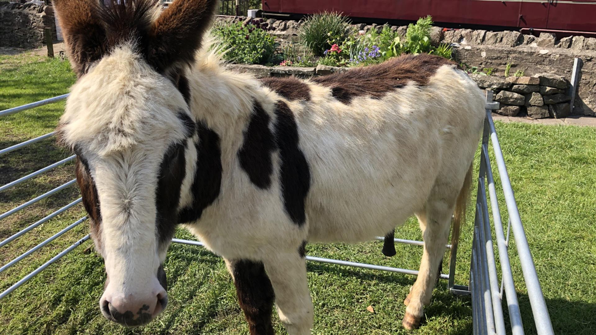Farmyard Friends at Avon Valley Railway