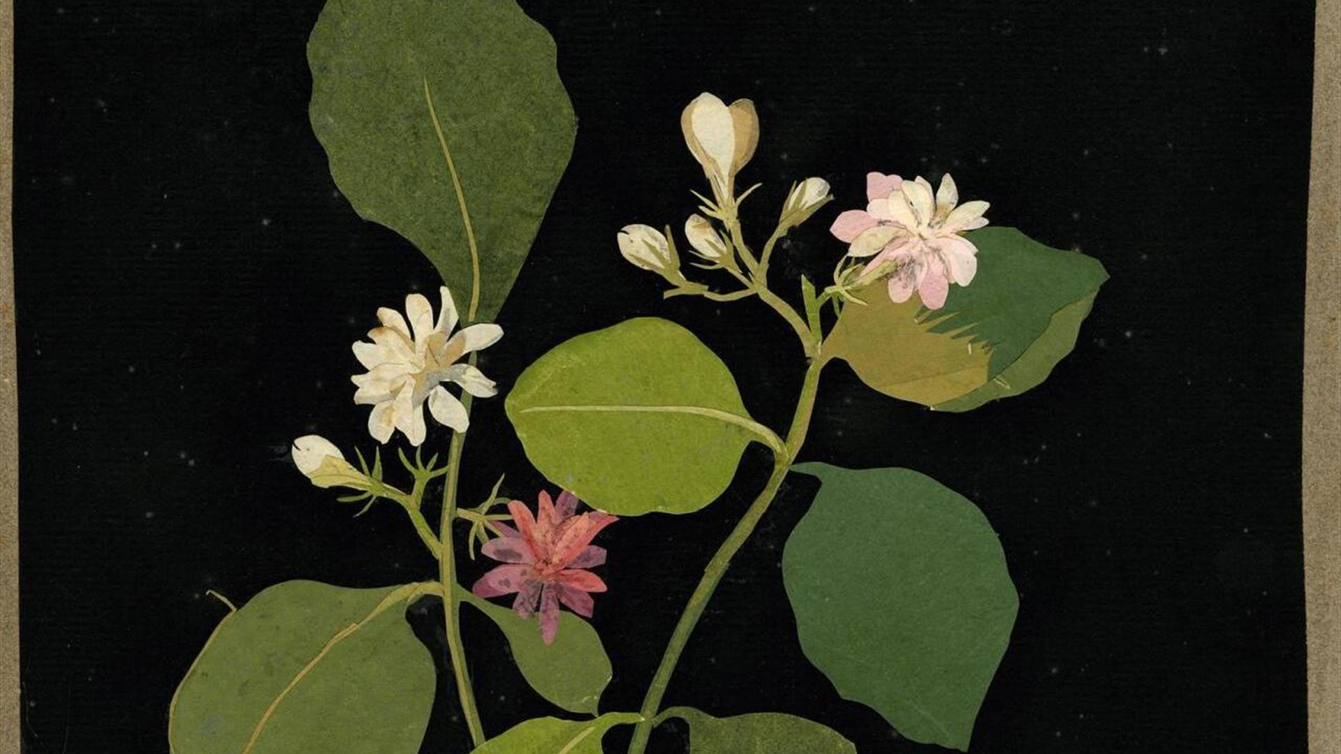 The Botanical Art of Mrs Delany: Deborah Lambkin; tea & cake at The Museum of Bath Architecture