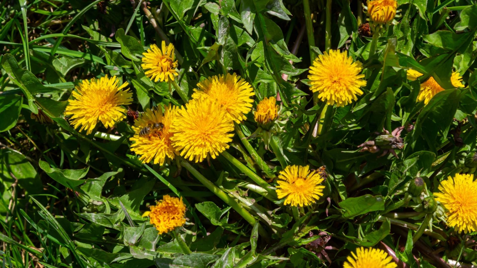 Eat Your Weeds at Bath Natural Remedies