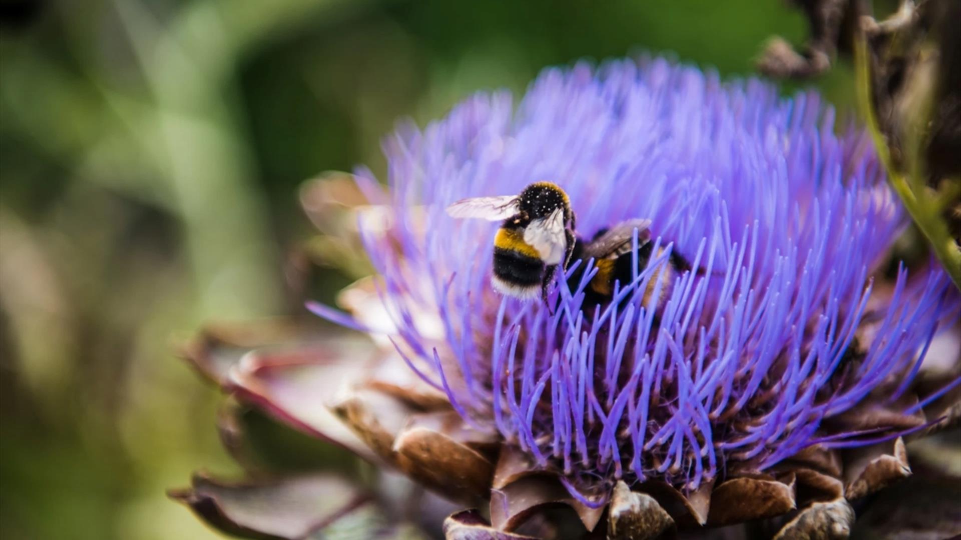 Yeo Valley Organic Bee Safari 2025