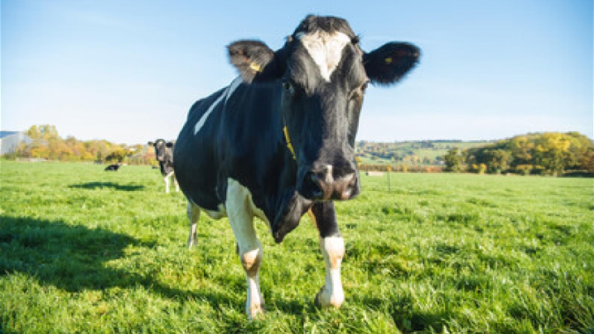 Farm to Fridge Days at Yeo Valley