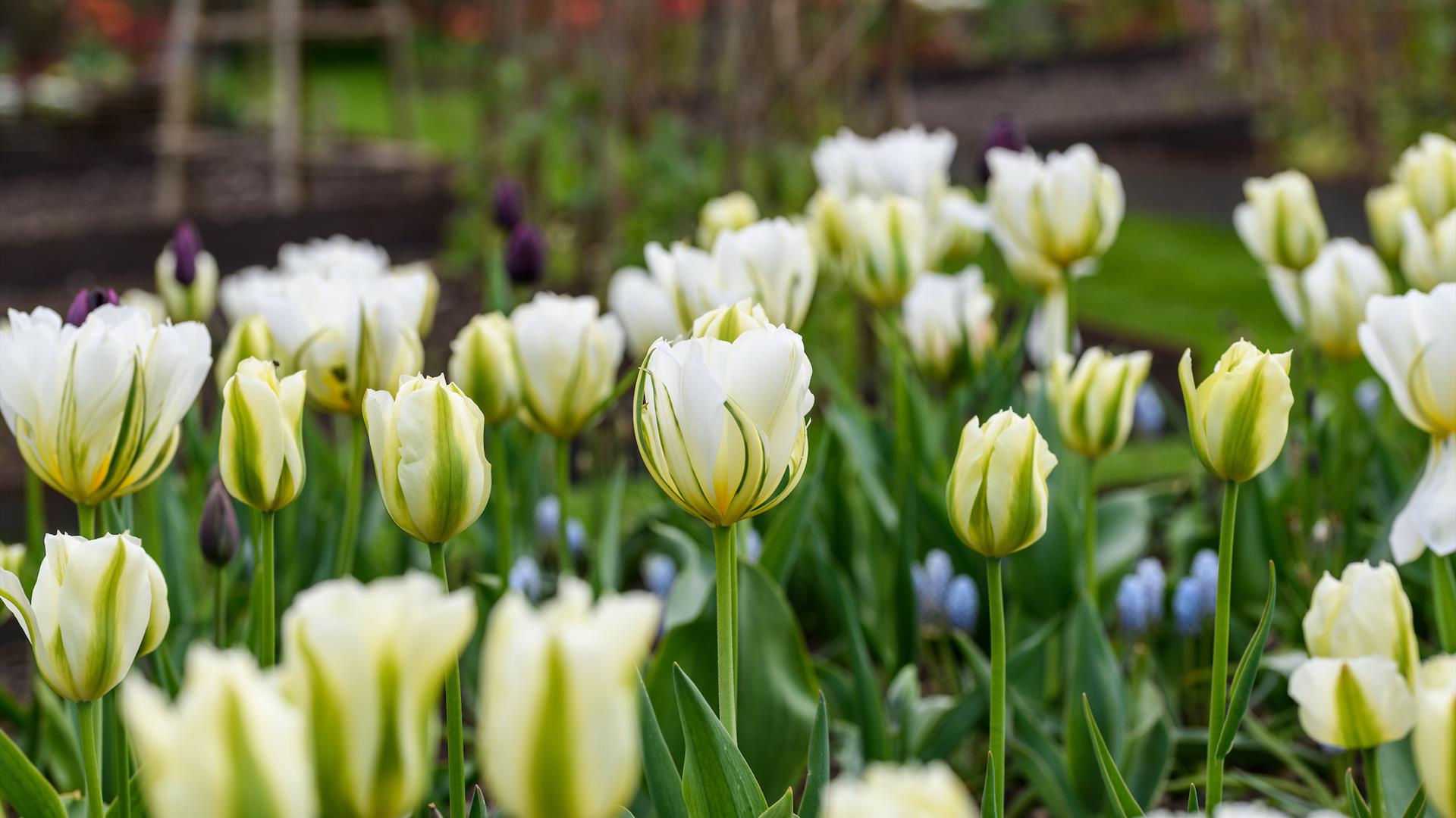April Open Garden Days at Caisson Gardens