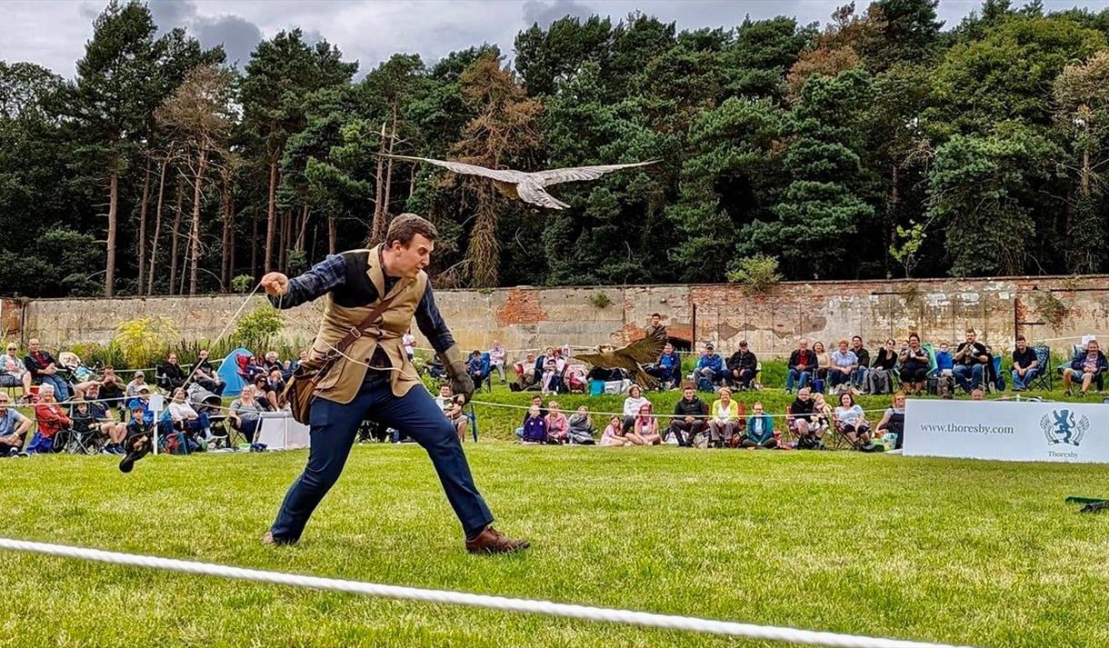 An Afternoon Picnic with Birds of Prey