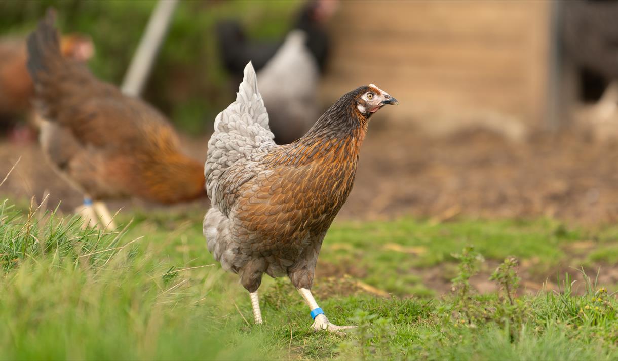 Welbeck Kitchen Garden Tours