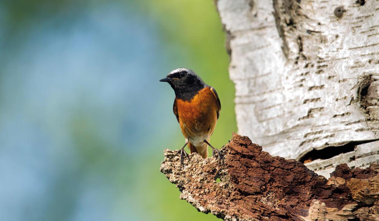 Redstart Ramble