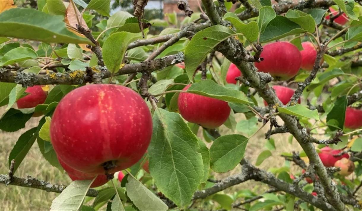 Apple Celebrations at Clumber Park