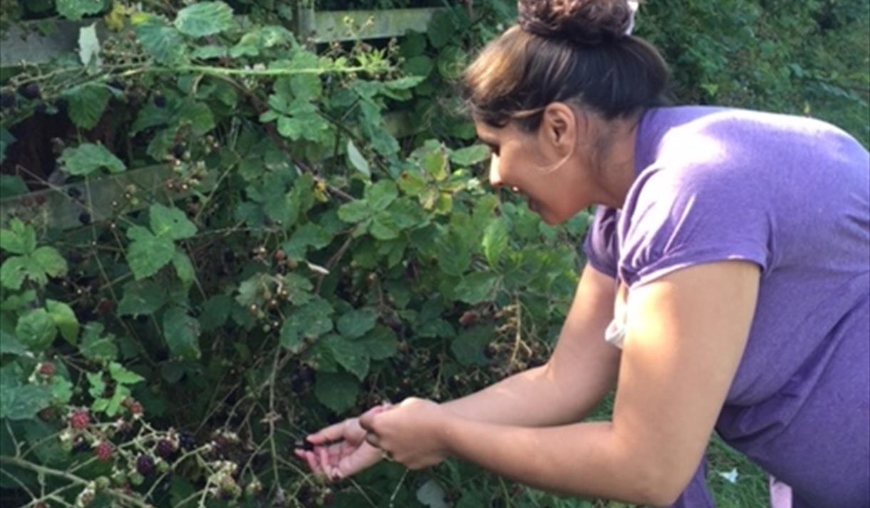 Blackberry picking at Hanwell Wine Estate