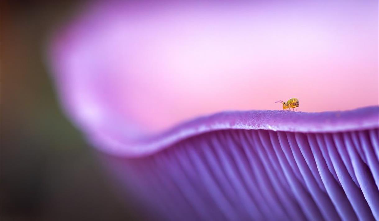 Fungi Up Close