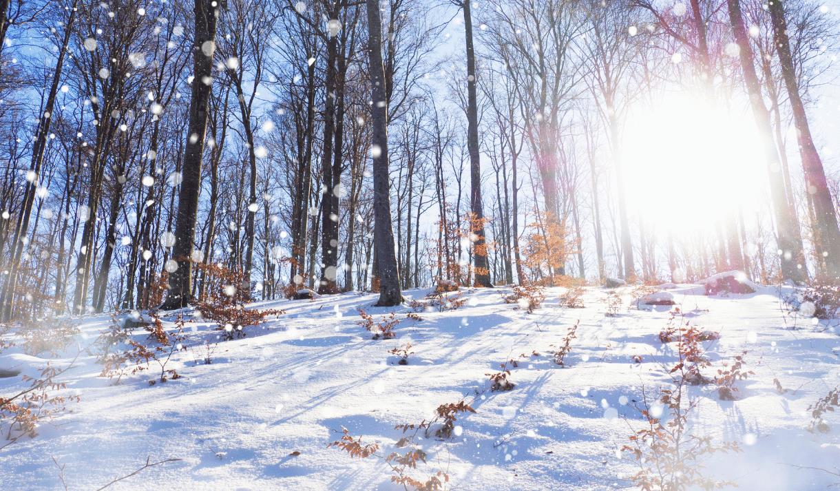 Christmas Smartphone Photography Workshop