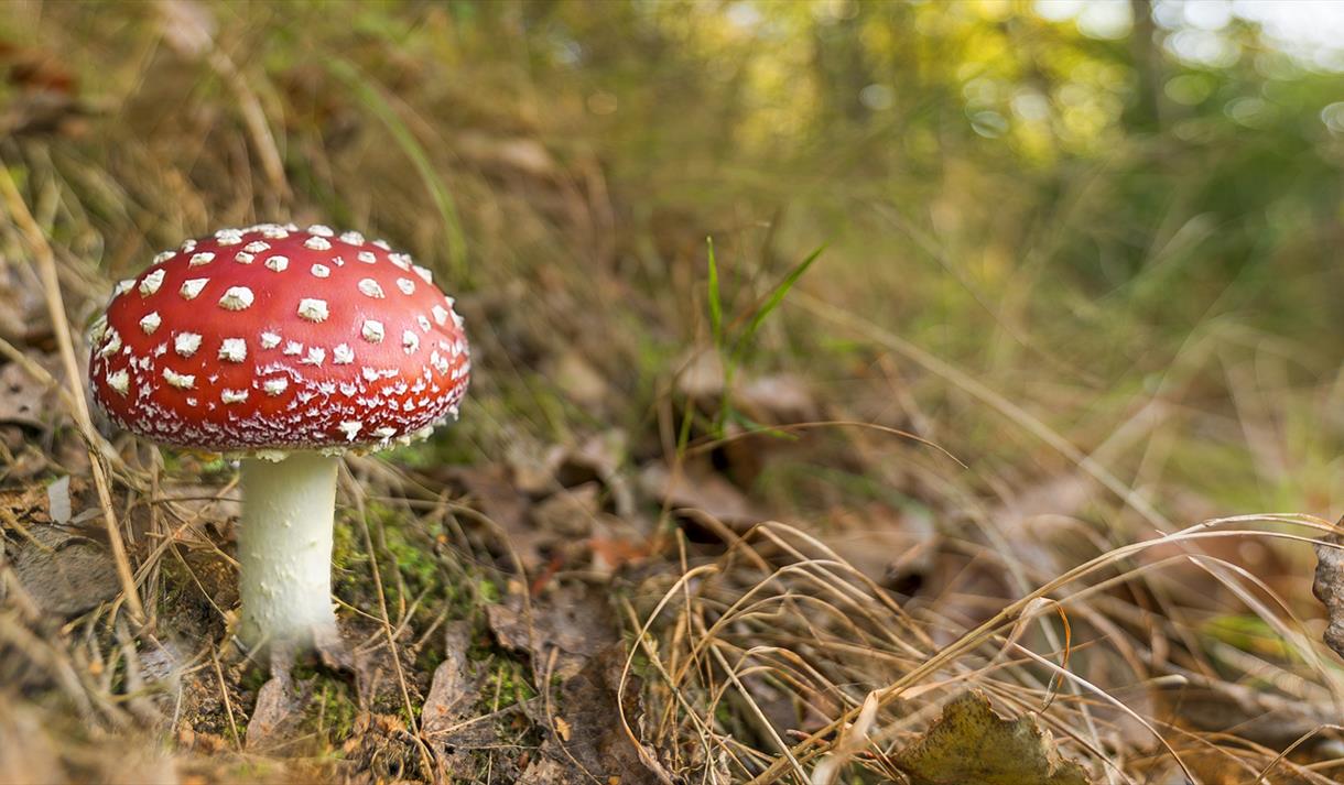 Fungi Day