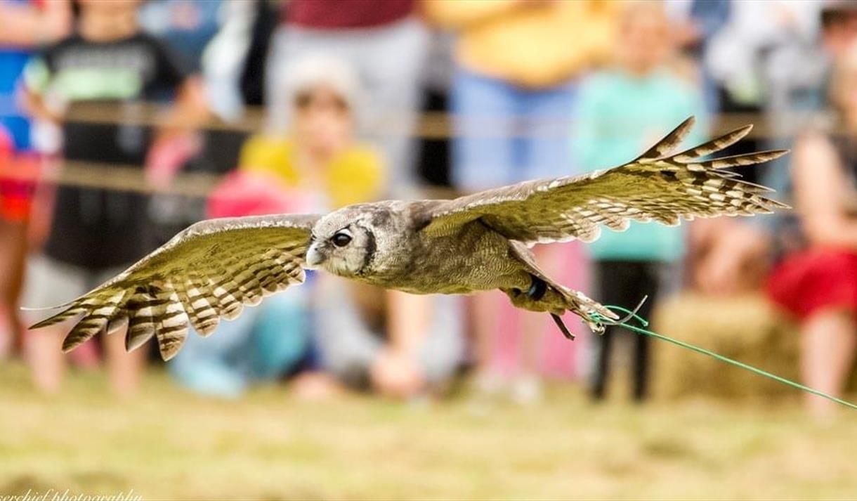 An Afternoon Picnic with Birds of Prey