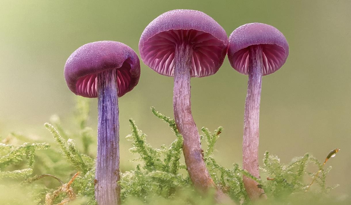 Fungi Up Close