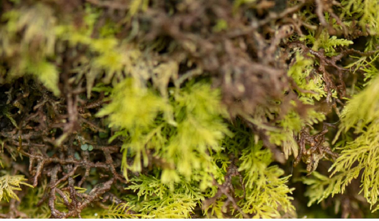 Bryophytes Day
