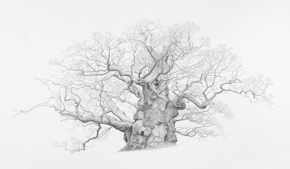 Mark Frith: Ancient Oaks
