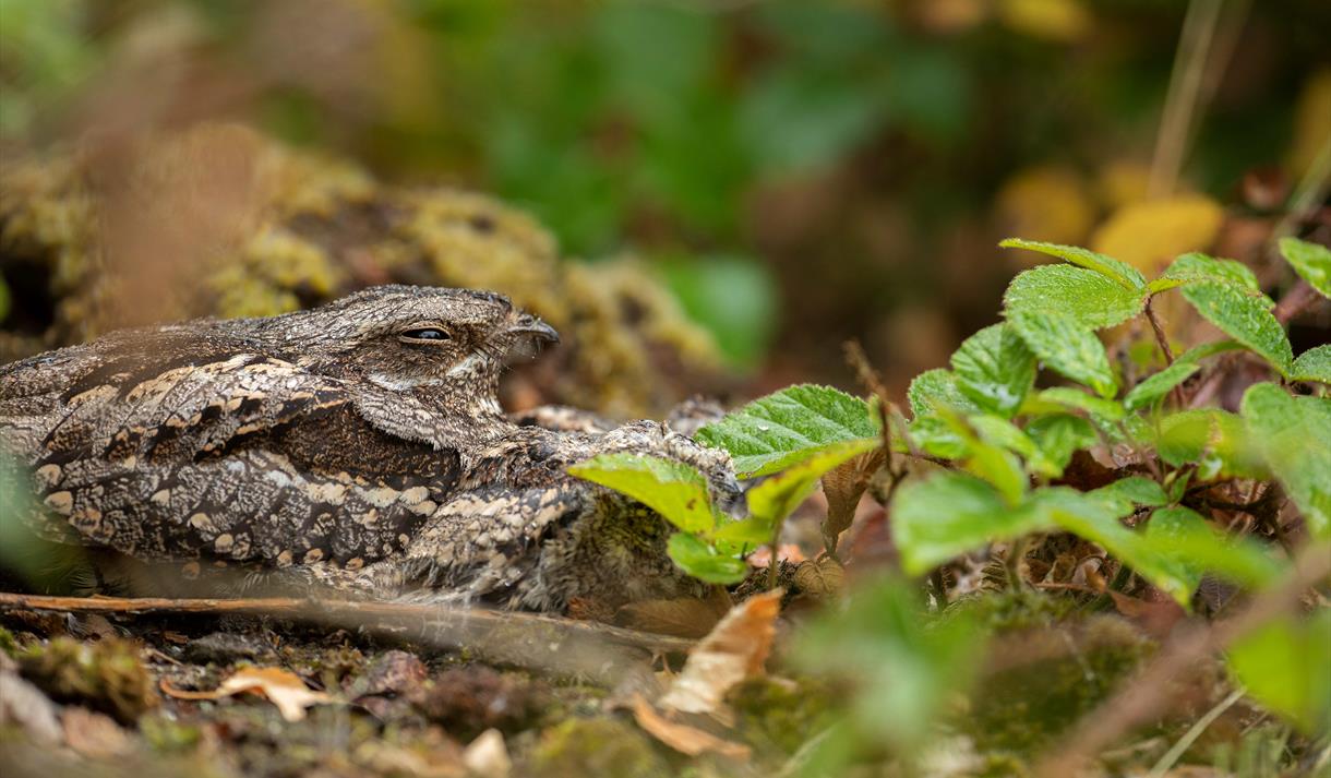 Nightjar Jaunt at Sherwood Forest
