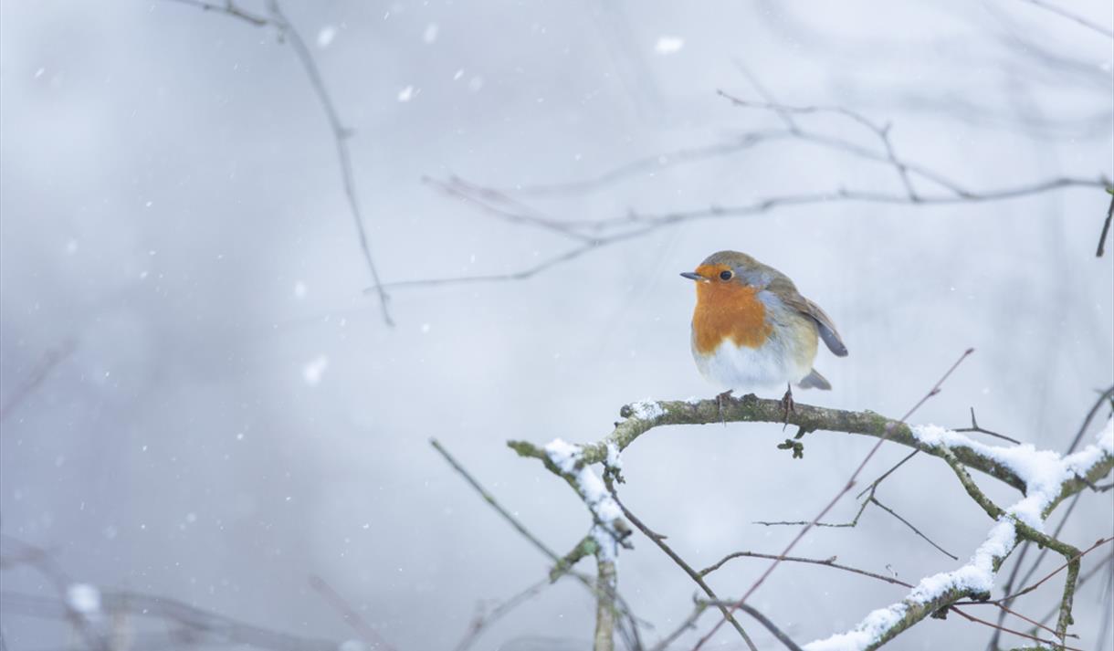 Christmas at Sherwood Forest
