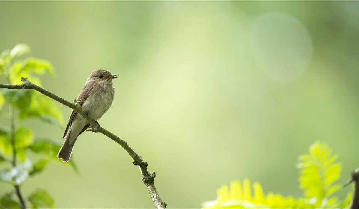 Spring Bird Walk