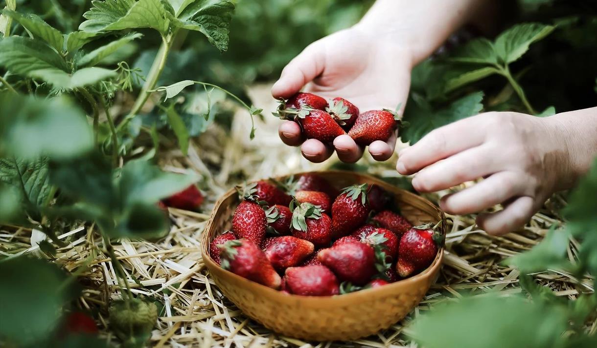 Strawberry Picking