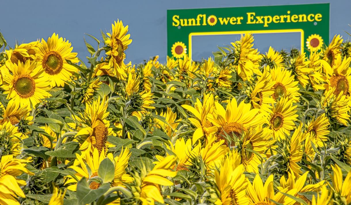 Nottinghamshire Sunflower Experience