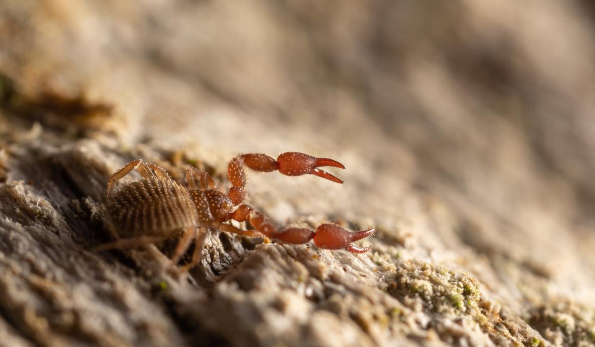 Insights into Invertebrates