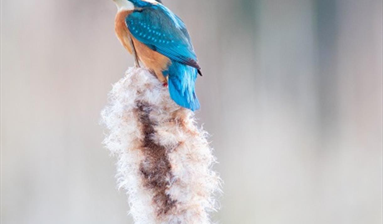 Wildlife Photography