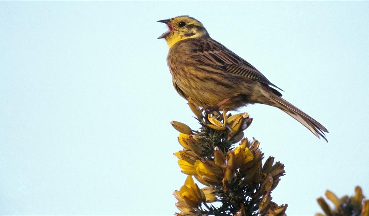 Dawn Chorus Walk