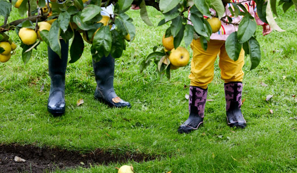 Apple Day at Hardwick