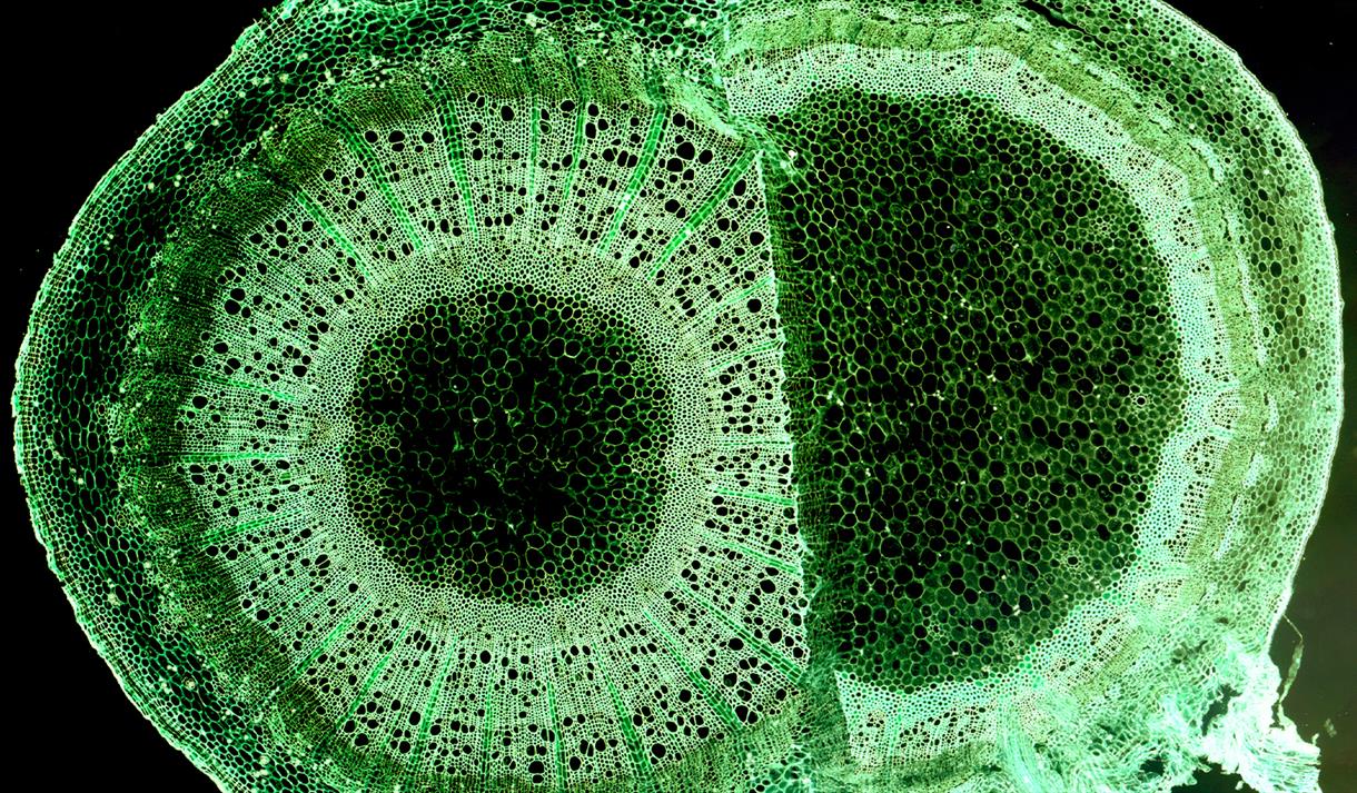 Green Unseen