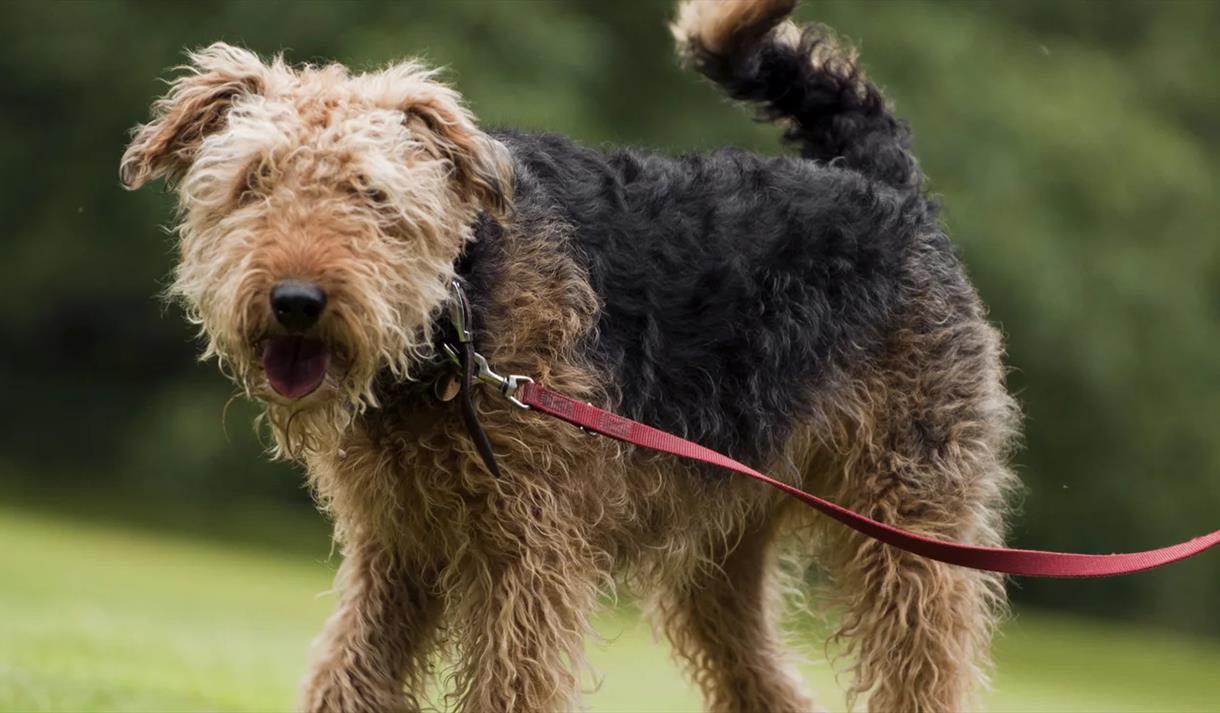 Weekly Dog Walking Socials