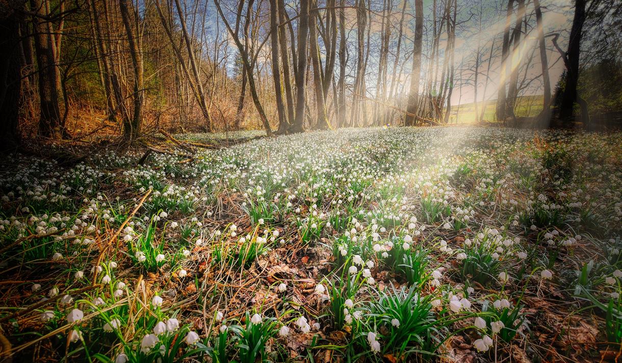 Snowdrops at Holme Pierrepont Hall