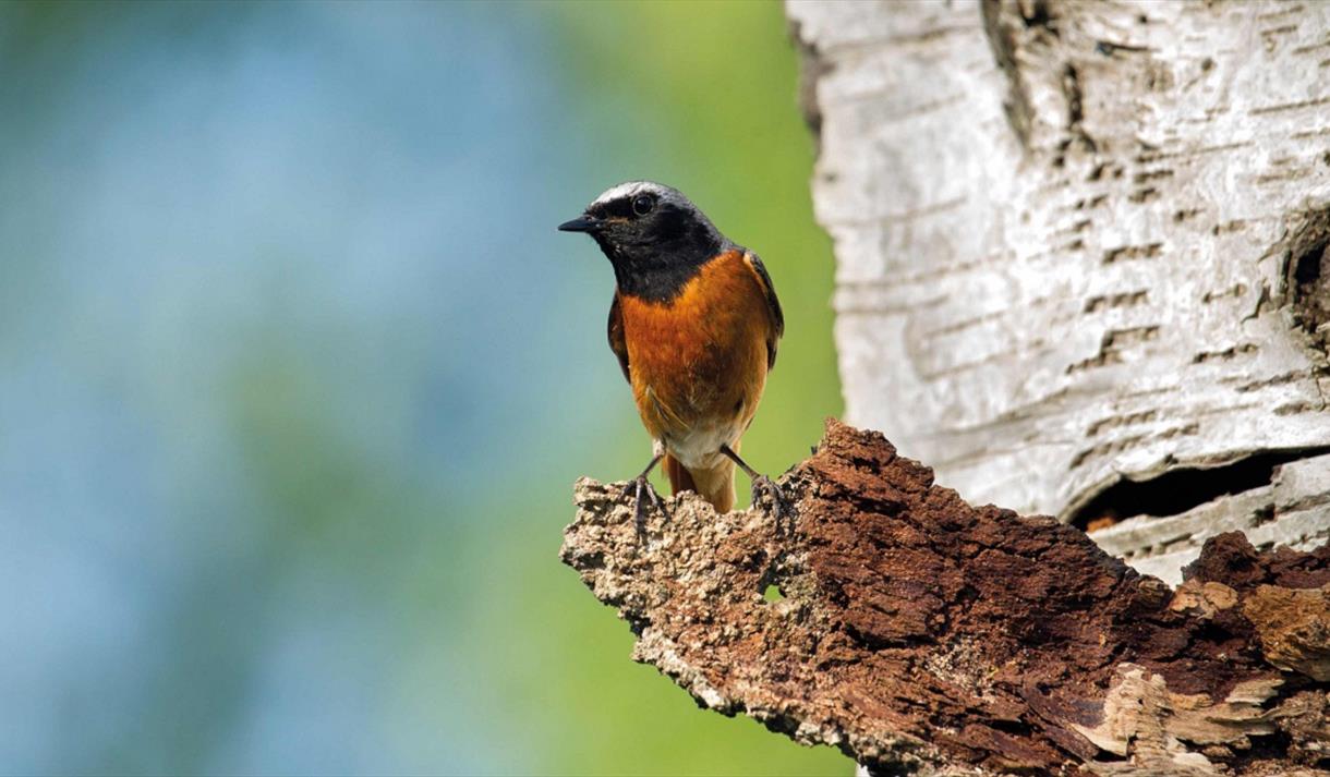 Redstart Ramble
