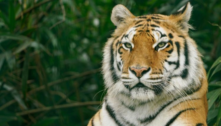 Mother's Day at Wildheart Animal Sanctuary