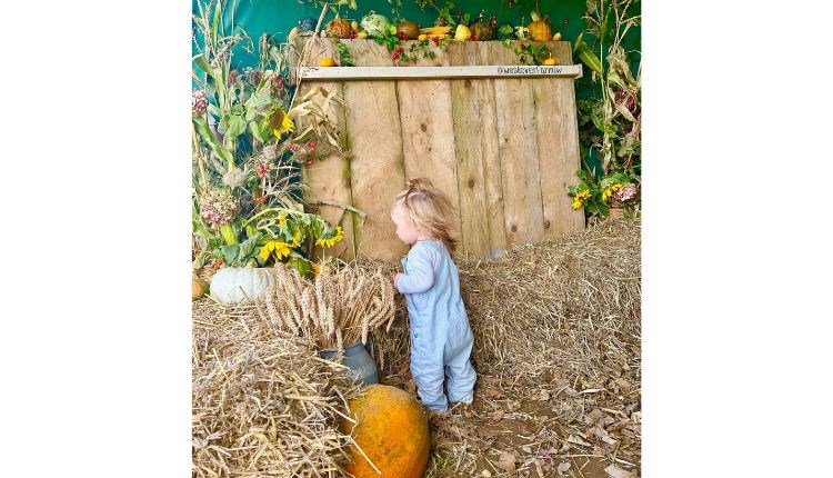 Westover Farm Pumpkin Patch