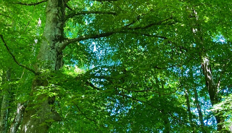 Trees of Life Series Gong & Sound Baths - Beech