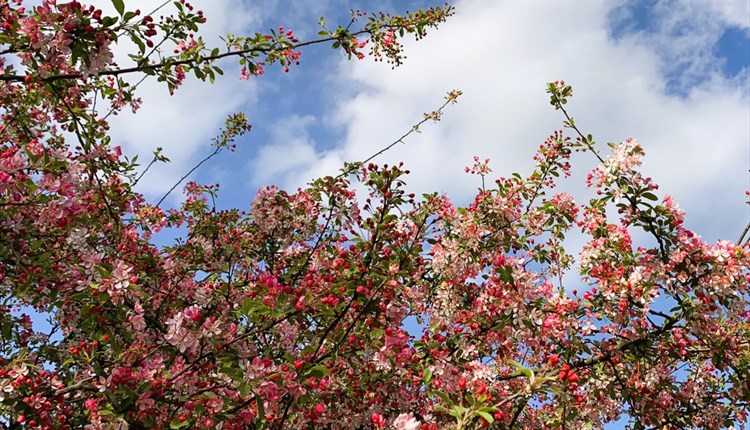 Trees of Life Series Gong & Sound Baths - Crab Apple