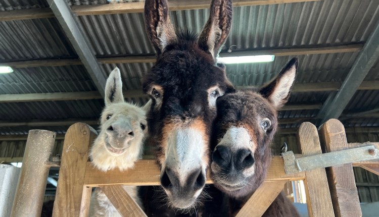 Isle of Wight Donkey Sanctuary Autumn Fete - CANCELLED