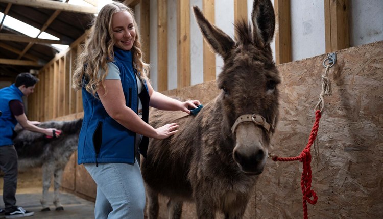Summer activities at the Isle of Wight Donkey Sanctuary