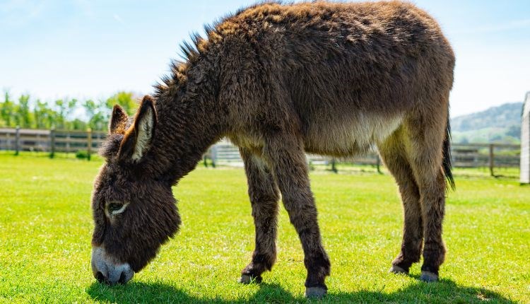 Half-term holiday fun at the Isle of Wight Donkey Sanctuary