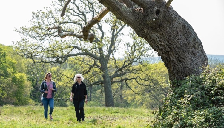 Wellbeing Walk with the National Trust