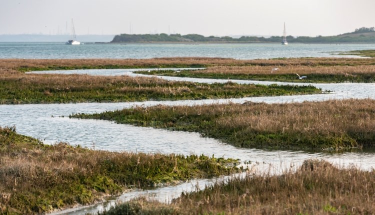 'Newtown: From a Medieval town to a saltmarsh' Guided Walk