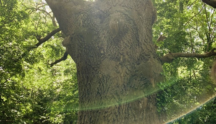 Trees of Life Series Gong & Sound Baths - Oak