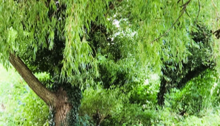 Trees of Life Series Gong & Sound Baths - Willow