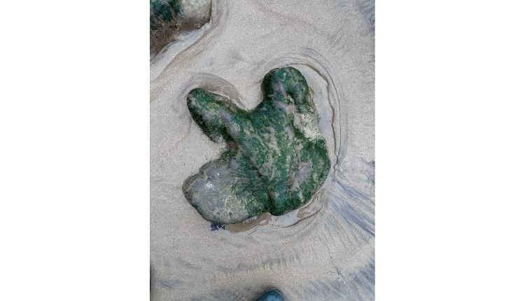 Compton Bay Fossil Walks