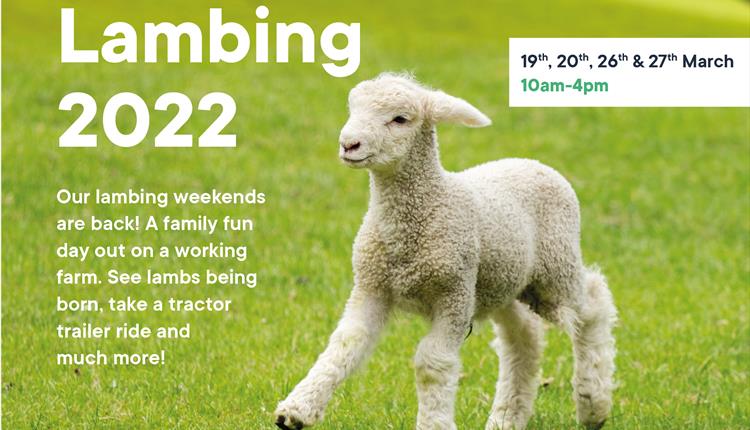 Lackham Lambing Weekend - Saturday 19th March
