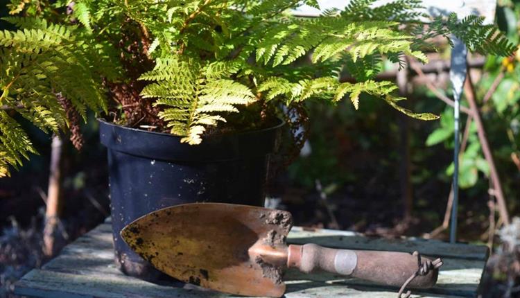 Failsafe Garden Plants