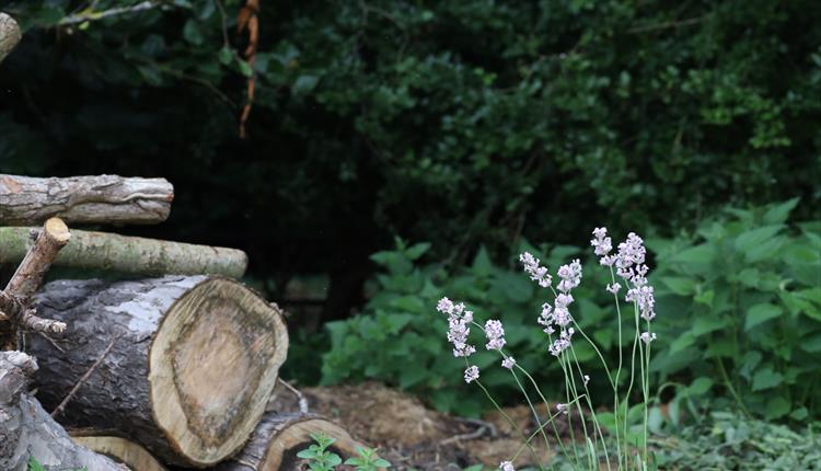 Meet the Ranger: Mini beast adventures and nature crafts